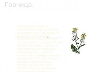 Горчица. ГОРЧИЦА, род одно- и многолетних трав семейства крестоцветных. 7-10 вид