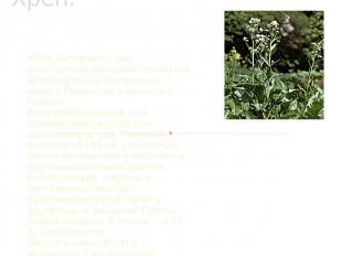 Хрен. ХРЕН, (Armoracia), род многолетних растений семейства крестоцветных (капус