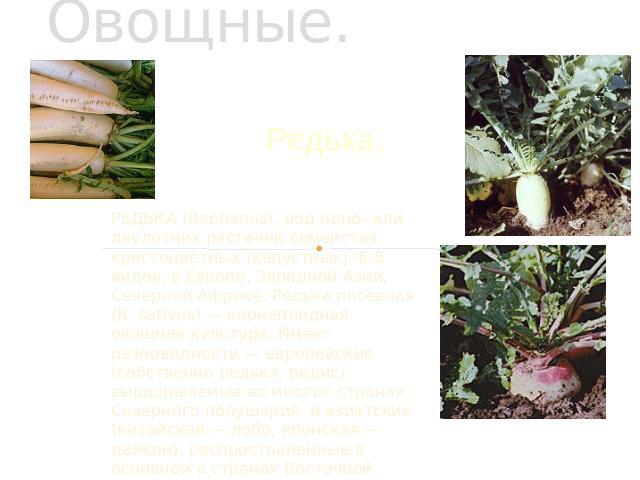 Овощные. Редька.РЕДЬКА (Raphanus), род одно- или двулетних растений семейства крестоцветных (капустных). 6-8 видов, в Европе, Западной Азии, Северной Африке. Редька посевная (R. sativus) — корнеплодная овощная культура. Имеет разновидности — европей…