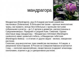 мандрагора Мандрагора (Mandragora), род (5-6 видов) растений семейства пасленовы