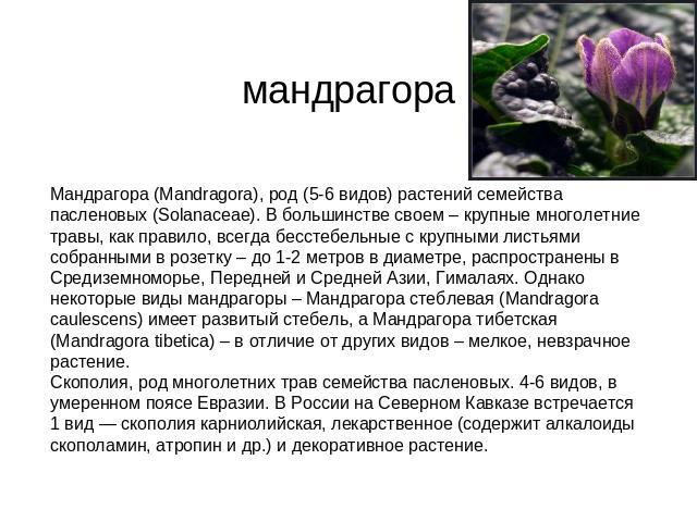 мандрагора Мандрагора (Mandragora), род (5-6 видов) растений семейства пасленовых (Solanaceae). В большинстве своем – крупные многолетние травы, как правило, всегда бесстебельные с крупными листьями собранными в розетку – до 1-2 метров в диаметре, р…