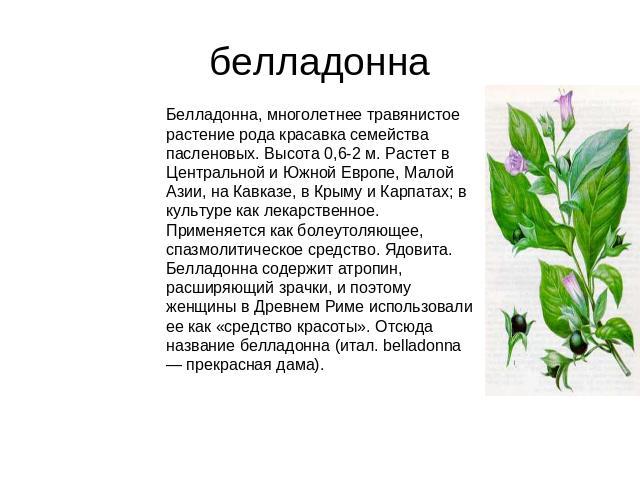 белладонна Белладонна, многолетнее травянистое растение рода красавка семейства пасленовых. Высота 0,6-2 м. Растет в Центральной и Южной Европе, Малой Азии, на Кавказе, в Крыму и Карпатах; в культуре как лекарственное. Применяется как болеутоляющее,…