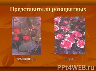 Представители розоцветных земляника роза