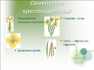 Семейство крестоцветных Расположение тычинок и пестиковДиаграмма цветкаСоцветие