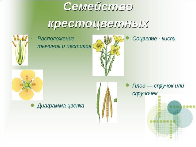 Семейство крестоцветных Расположение тычинок и пестиковДиаграмма цветкаСоцветие - кистьПлод — стручок или стручочек
