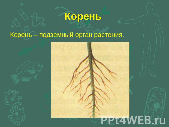 Корень Корень – подземный орган растения.