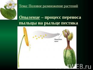 Тема: Половое размножение растенийОпыление – процесс переноса пыльцы на рыльце п