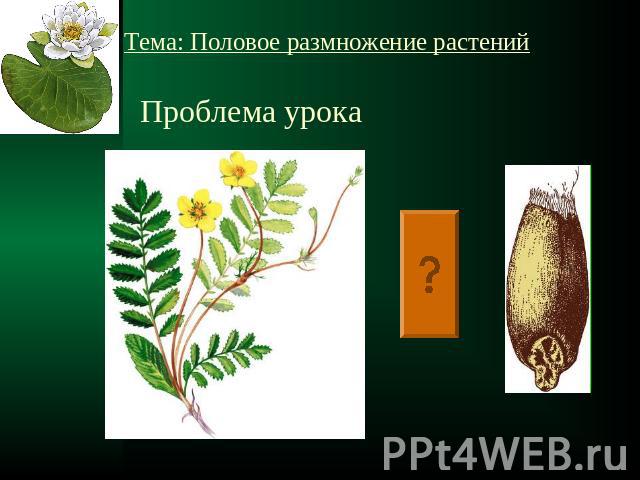 Тема: Половое размножение растений Проблема урока