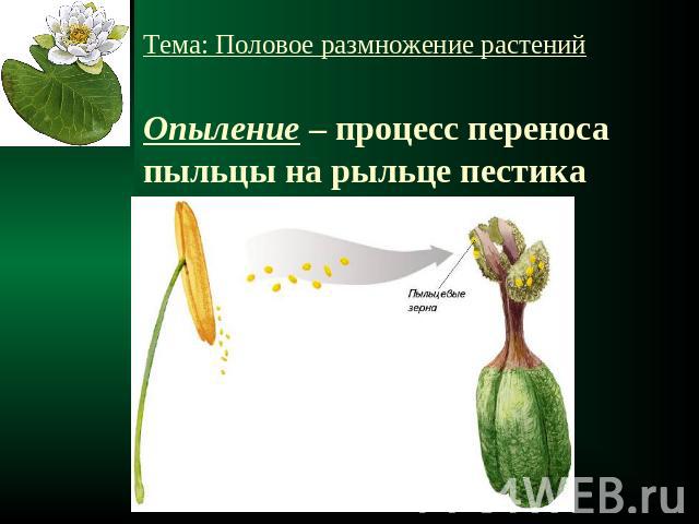 Тема: Половое размножение растенийОпыление – процесс переноса пыльцы на рыльце пестика