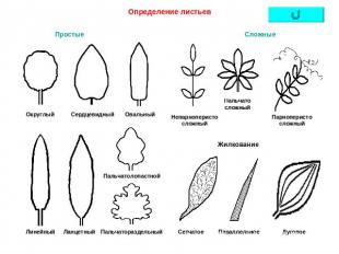 Определение листьев