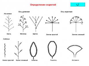 Определение соцветий