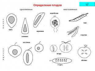 Определение плодов