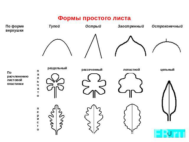 Формы простого листа