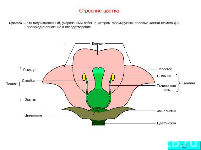 Строение цветка Цветок – это видоизмененный, укороченный побег, в котором формируются половые клетки (гаметы) и происходит опыление и оплодотворение