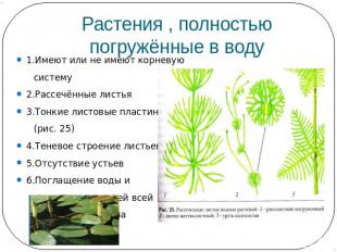 Растения , полностью погружённые в воду 1.Имеют или не имеют корневую систему2.Р