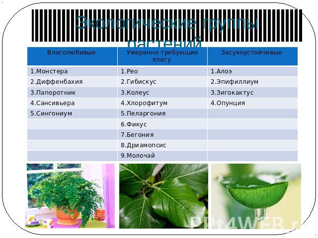 Экологические группы растений.