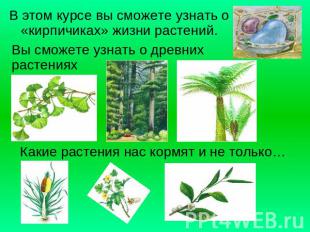 В этом курсе вы сможете узнать о «кирпичиках» жизни растений.Вы сможете узнать о
