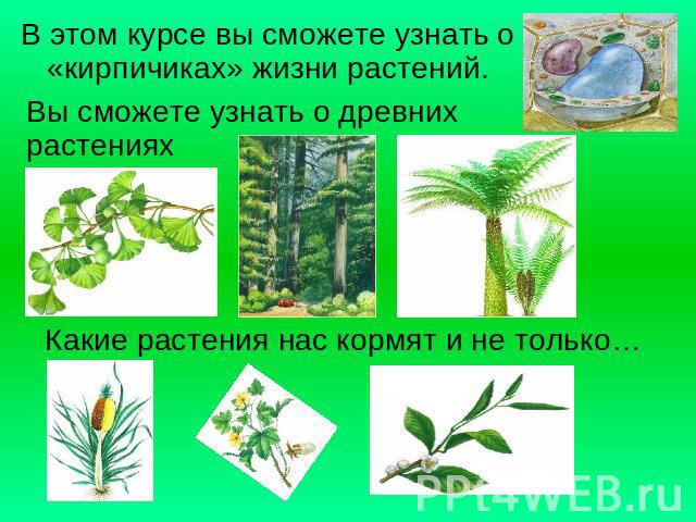 В этом курсе вы сможете узнать о «кирпичиках» жизни растений.Вы сможете узнать о древних растенияхКакие растения нас кормят и не только…