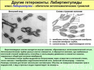Другие гетероконты: Лабиртинтулиды класс Лабиринтулеи – обитатели эктоплазматиче