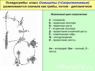 Псевдогрибы: класс Оомицеты (=Сапролегниевые)размножаются сначала как грибы, пот
