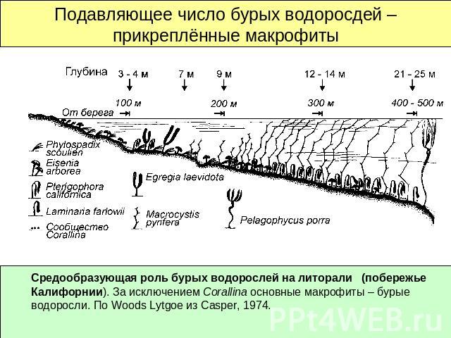 Подавляющее число бурых водоросдей – прикреплённые макрофиты Средообразующая роль бурых водорослей на литорали (побережье Калифорнии). За исключением Corallina основные макрофиты – бурые водоросли. По Woods Lytgoe из Casper, 1974.