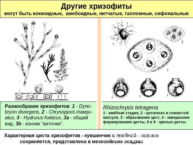Другие хризофитымогут быть коккоидные, амебоидные, нитчатые, талломные, сифональныеРазнообразие хризофитов: 1 - Dyno-bryon divergens, 2 - Chrysopyxis inaequ-atus, 3 - Hydrurus foeticus, 3a - общий вид, 3b - кончик “веточки”.Rhizochrysis tetragena1 -…