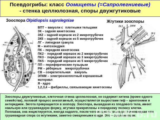 Псевдогрибы: класс Оомицеты (=Сапролегниевые)- стенка целлюлозная, споры двужгутиковые ВПТ – вакуоли с плотными тельцамиЗК – задняя кинетосомаЗК2 – задний корешок из 2 микротрубочекЗК5 – задний корешок из 5 микротрубочекЛГ – липидная гранулаМ – мито…