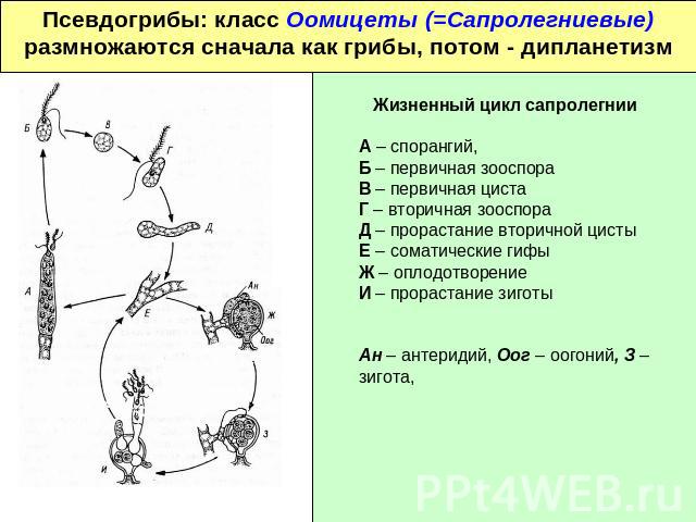 Псевдогрибы: класс Оомицеты (=Сапролегниевые)размножаются сначала как грибы, потом - дипланетизм Жизненный цикл сапролегнииА – спорангий,Б – первичная зооспораВ – первичная цистаГ – вторичная зооспораД – прорастание вторичной цистыЕ – соматические г…