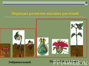 Периоды развития высших растений