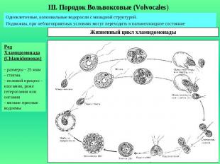 III. Порядок Вольвоксовые (Volvocales)Одноклеточные, колониальные водоросли с мо