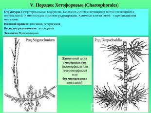 V. Порядок Хетофоровые (Chaetophorales)Структура: Гетеротрихальные водоросли. Та