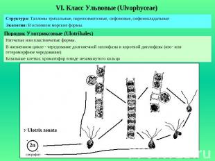 VI. Класс Ульвовые (Ulvophyceae) Структура: Талломы трихальные, паренхиматозные,