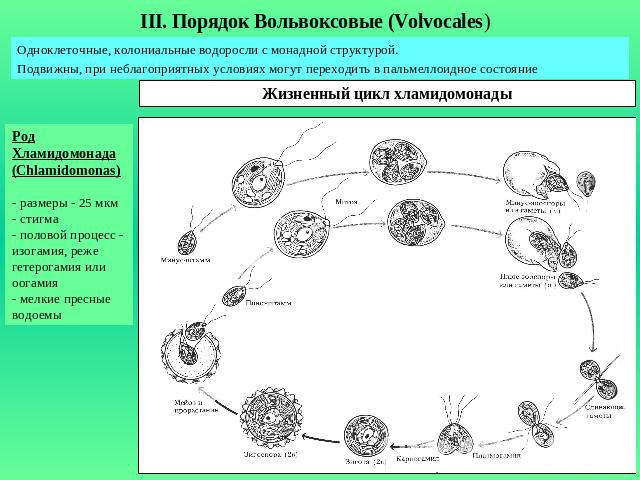 III. Порядок Вольвоксовые (Volvocales)Одноклеточные, колониальные водоросли с монадной структурой.Подвижны, при неблагоприятных условиях могут переходить в пальмеллоидное состояниеЖизненный цикл хламидомонадыРод Хламидомонада(Chlamidomonas)- размеры…