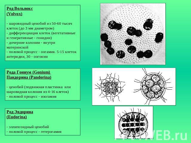 Род Вольвокс(Volvox)- шаровидный ценобий из 50-60 тысяч клеток (до 3 мм диаметром)- дифференциация клеток (вегетативные и генеративные - гонидии)- дочерние колонии - внутри материнской- половой процесс - оогамия. 5-15 клеток антеридии, 30 - оогонииР…
