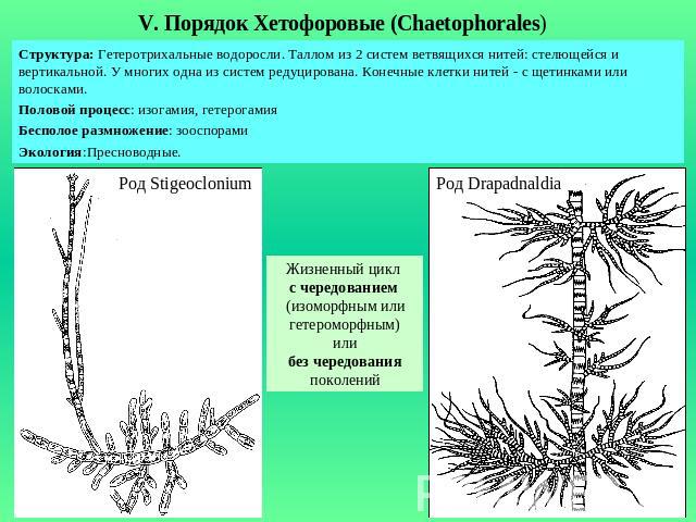 V. Порядок Хетофоровые (Chaetophorales)Структура: Гетеротрихальные водоросли. Таллом из 2 систем ветвящихся нитей: стелющейся и вертикальной. У многих одна из систем редуцирована. Конечные клетки нитей - с щетинками или волосками.Половой процесс: из…