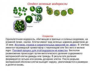 Отдел зеленые водоросли ХлореллаОдноклеточная водоросль, обитающая в пресных и с