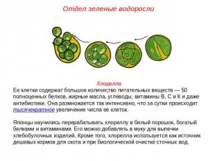 Отдел зеленые водоросли ХлореллаЕе клетки содержат большое количество питательны