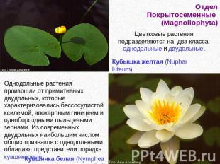 Отдел Покрытосеменные (Magnoliophyta)Цветковые растения подразделяются на два кл
