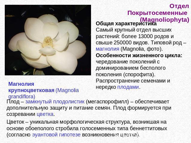 Отдел Покрытосеменные (Magnoliophyta) Общая характеристикаСамый крупный отдел высших растений: более 13000 родов и свыше 250000 видов. Типовой род – магнолия (Magnolia, фото).Особенности жизненного цикла: чередование поколений с доминированием беспо…