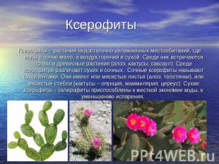 Ксерофиты Ксерофиты – растения недостаточно увлажненных местообитаний, где воды