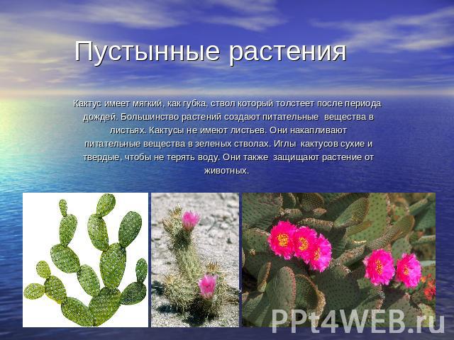 Пустынные растения Кактус имеет мягкий, как губка, ствол который толстеет после периода дождей. Большинство растений создают питательные вещества в листьях. Кактусы не имеют листьев. Они накапливают питательные вещества в зеленых стволах. Иглы какту…