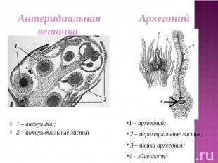 Антеридиальная веточка Архегоний 1 – антеридии;2 – антеридиальные листья1 – архе