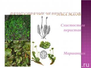 Разнообразие зеленых мхов. Схистостега перистая Маршанция