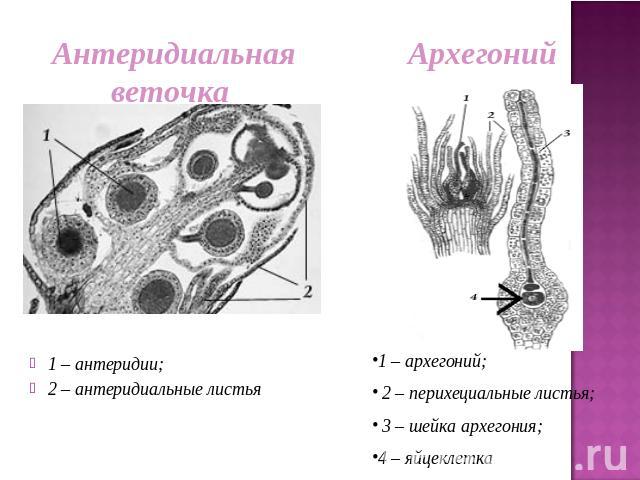 Антеридиальная веточка Архегоний 1 – антеридии;2 – антеридиальные листья1 – архегоний; 2 – перихециальные листья; 3 – шейка архегония; 4 – яйцеклетка