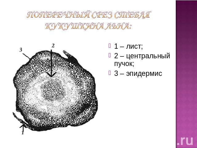 Поперечный срез стебля кукушкина льна: 1 – лист; 2 – центральный пучок; 3 – эпидермис