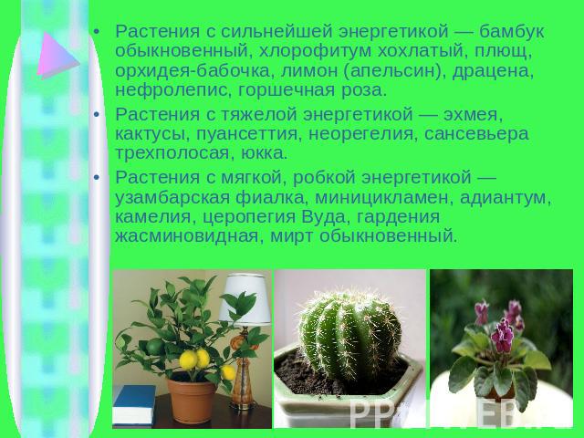 Растения с сильнейшей энергетикой — бамбук обыкновенный, хлорофитум хохлатый, плющ, орхидея-бабочка, лимон (апельсин), драцена, нефролепис, горшечная роза.Растения с тяжелой энергетикой — эхмея, кактусы, пуансеттия, неорегелия, сансевьера трехполоса…