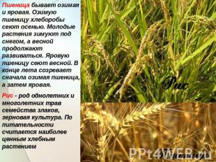 Пшеница бывает озимая и яровая. Озимую пшеницу хлеборобы сеют осенью. Молодые ра