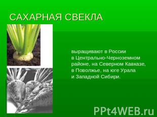 САХАРНАЯ СВЕКЛА выращивают в России в Центрально-Черноземном районе, на Северном