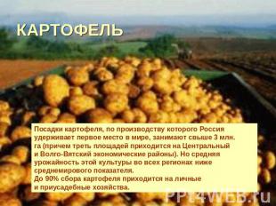 КАРТОФЕЛЬ Посадки картофеля, по производству которого Россия удерживает первое м