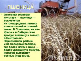 ПШЕНИЦА Основная зерновая культура — пшеница — высевается на плодородных землях